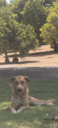 Found/Stray Female Dog last seen Road 160 closest is Seville ca, Tulare County, CA 93235