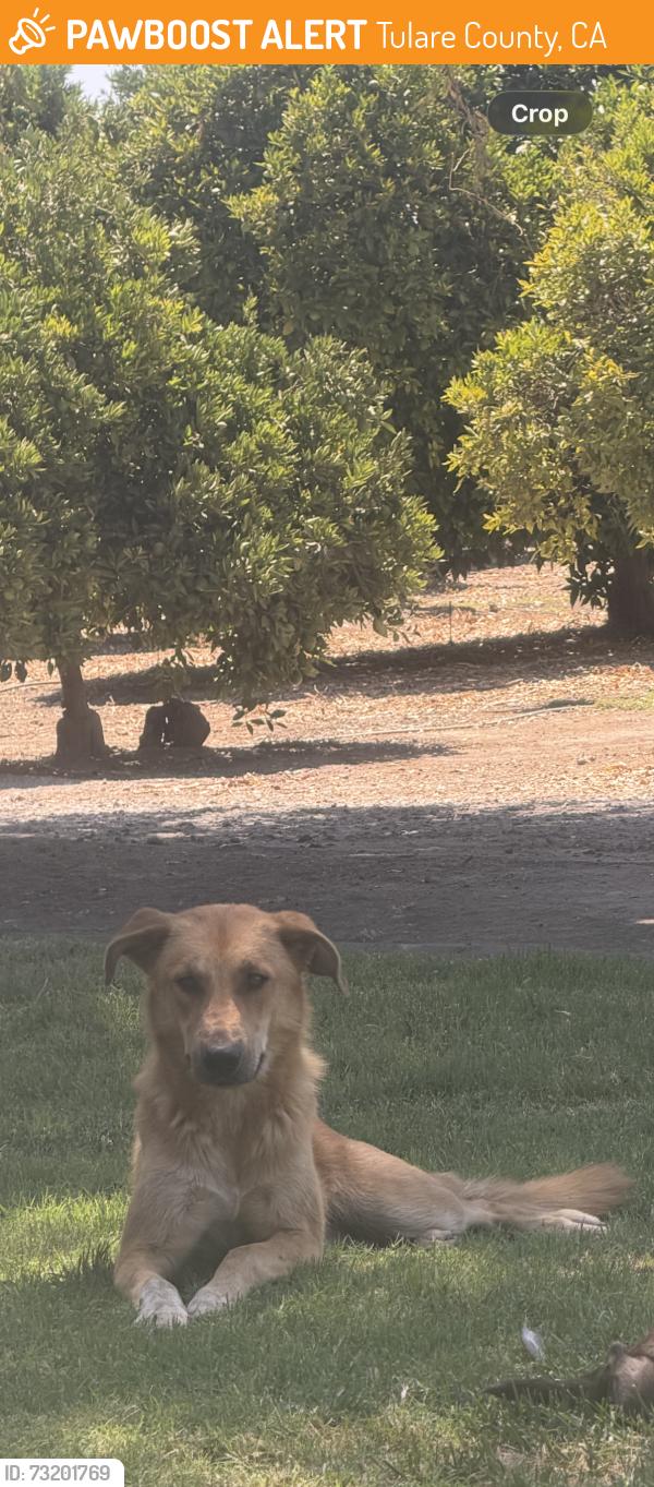 Found/Stray Female Dog last seen Road 160 closest is Seville ca, Tulare County, CA 93235