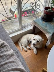 Reunited Female Dog last seen Kirkham & 5th St, San Francisco, CA 94122