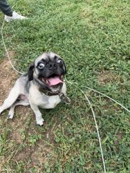 Found/Stray Male Dog last seen Near N Cleveland ave, Kansas City, MO 64117