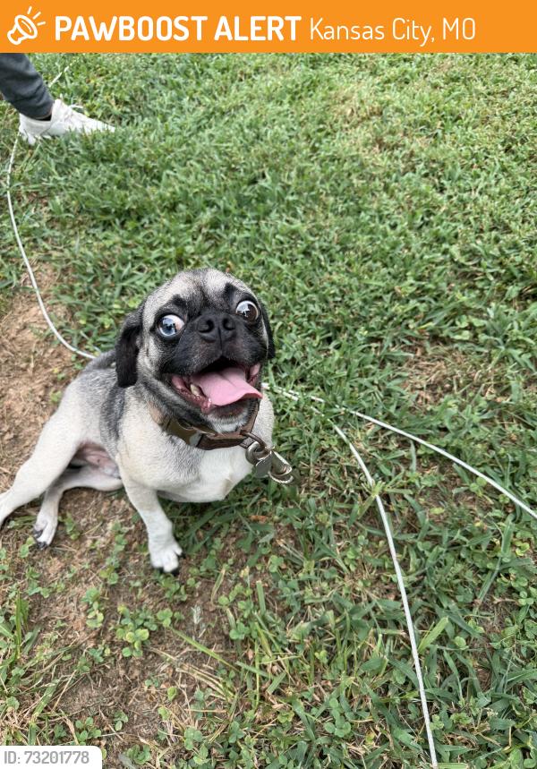 Found/Stray Male Dog last seen Near N Cleveland ave, Kansas City, MO 64117