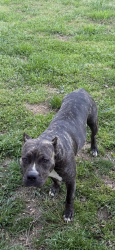 Lost Female Dog last seen Oakridge Drive, Winston-Salem, NC 27105