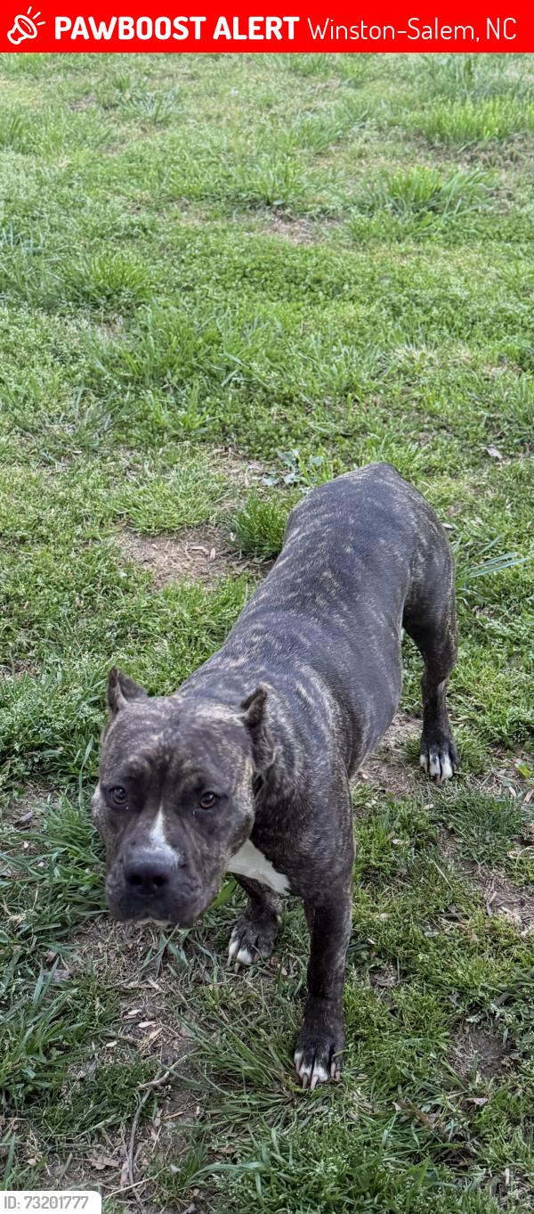 Lost Female Dog last seen Oakridge Drive, Winston-Salem, NC 27105
