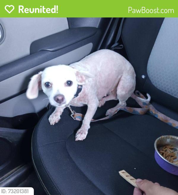 Reunited Female Dog last seen Tyler st and Indiana Ave by Planet Fitness, Riverside, CA 92503