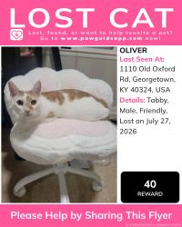 Lost Male Cat last seen Across the street from The Mills apmts, Georgetown, KY 40324
