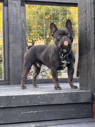Lost Male Dog last seen Overland st, Los Angeles, CA 91304