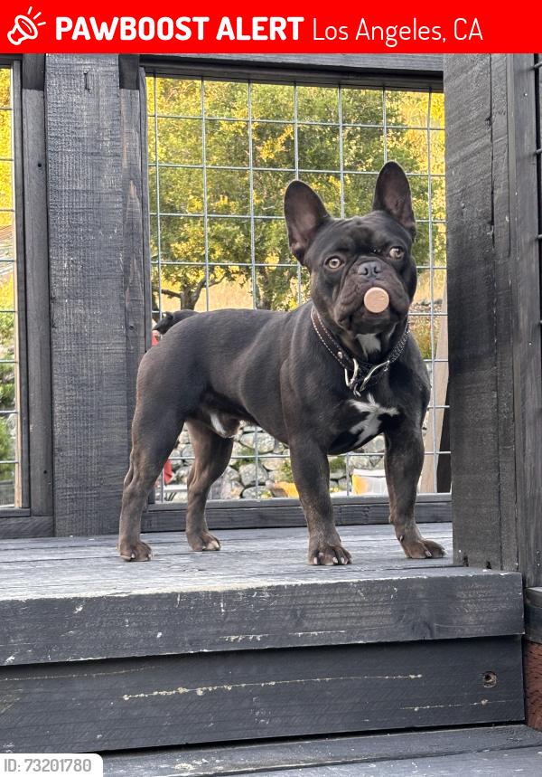 Lost Male Dog last seen Overland st, Los Angeles, CA 91304