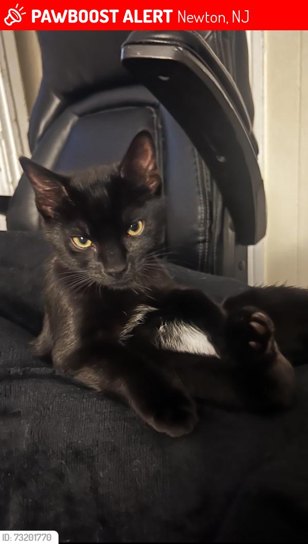Lost Male Cat last seen Kory road and Clive road, Newton, NJ 07860