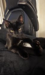Lost Male Cat last seen Kory road and Clive road, Newton, NJ 07860