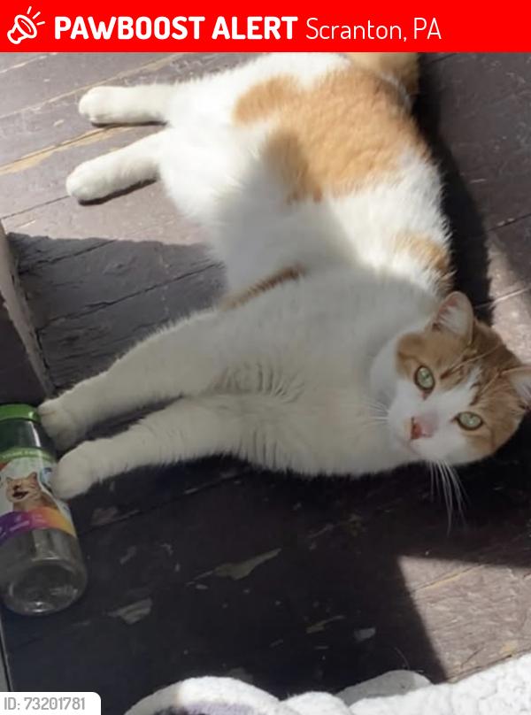 Lost Male Cat last seen Lackawanna trail,the railroad, Scranton, PA 18505