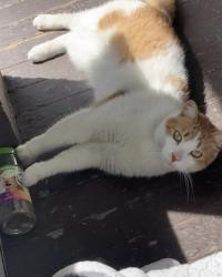 Lost Male Cat last seen Lackawanna trail,the railroad, Scranton, PA 18505