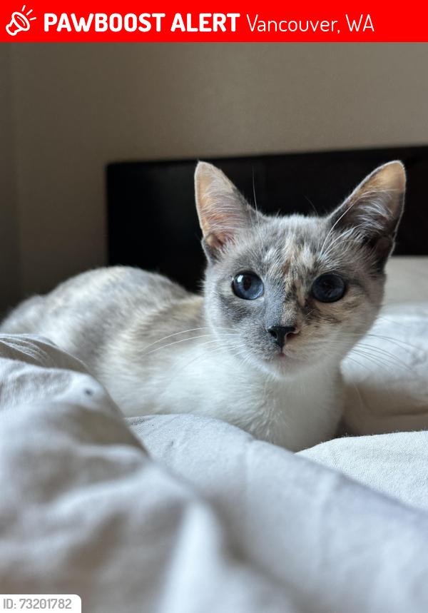 Lost Female Cat last seen NE 112th st, Vancouver, WA 98686