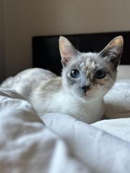 Lost Female Cat last seen NE 112th st, Vancouver, WA 98686