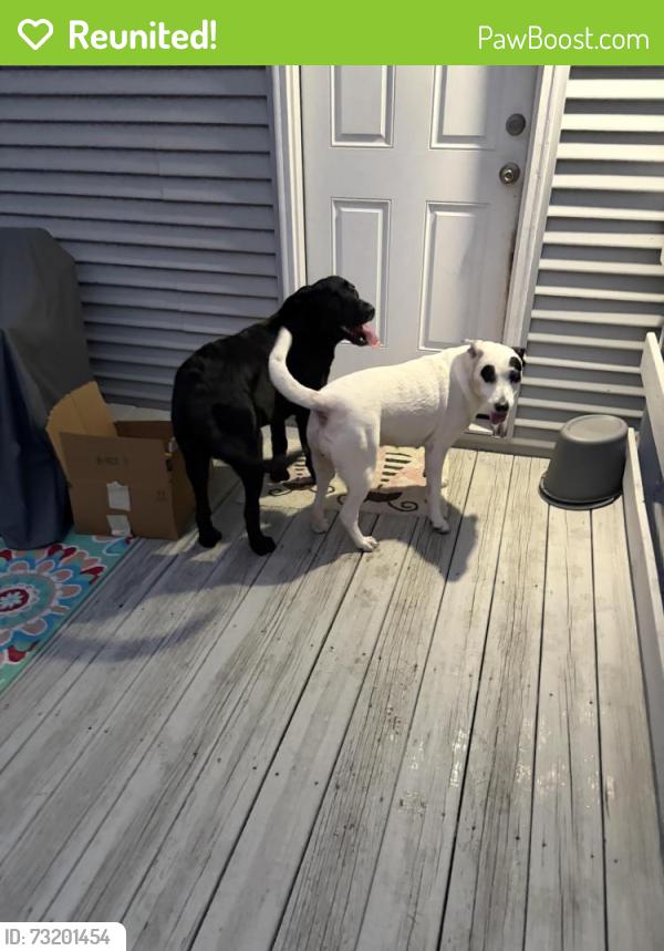 Reunited Female Dog last seen Between Baywood rd and rock hill rd, Fayetteville, NC 28312