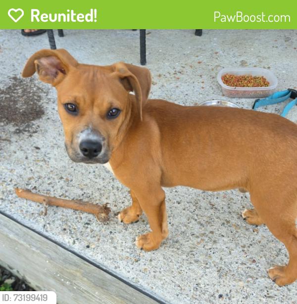 Reunited Male Dog last seen Whiteside Rd and Five Points Pike, Pickaway County, OH 43143