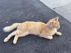 Found/Stray Male Cat last seen Van Dyke Ave, between 31 mile and 32 mile road, Macomb County, MI 48096