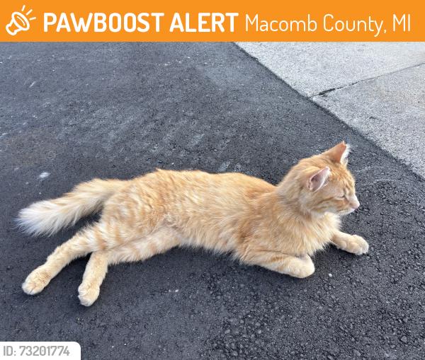 Found/Stray Male Cat last seen Van Dyke Ave, between 31 mile and 32 mile road, Macomb County, MI 48096