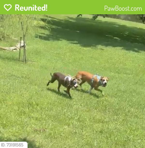 Reunited Unknown Dog last seen Lake Dr, Evansville, IN 47711