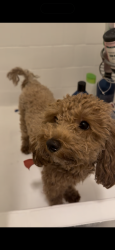 Lost Female Dog last seen suva and Wiley-burke, Downey, CA 90240