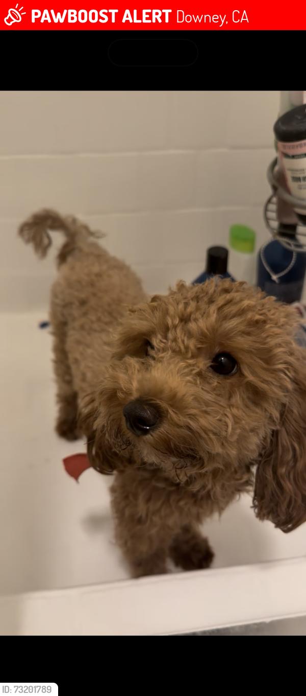 Lost Female Dog last seen suva and Wiley-burke, Downey, CA 90240