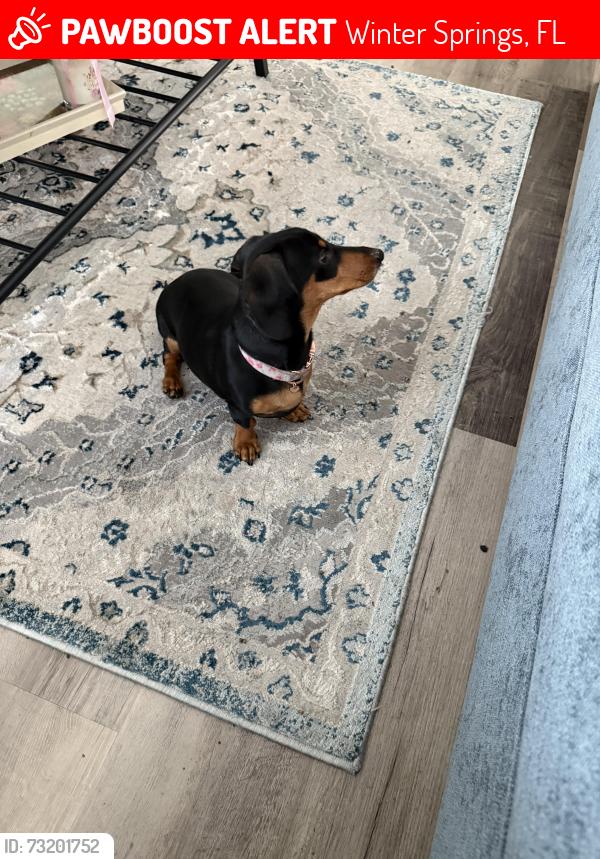 Lost Female Dog last seen Dinero dr &Condor pl. Winter springs, Winter Springs, FL 32708