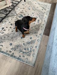 Lost Female Dog last seen Dinero dr &Condor pl. Winter springs, Winter Springs, FL 32708