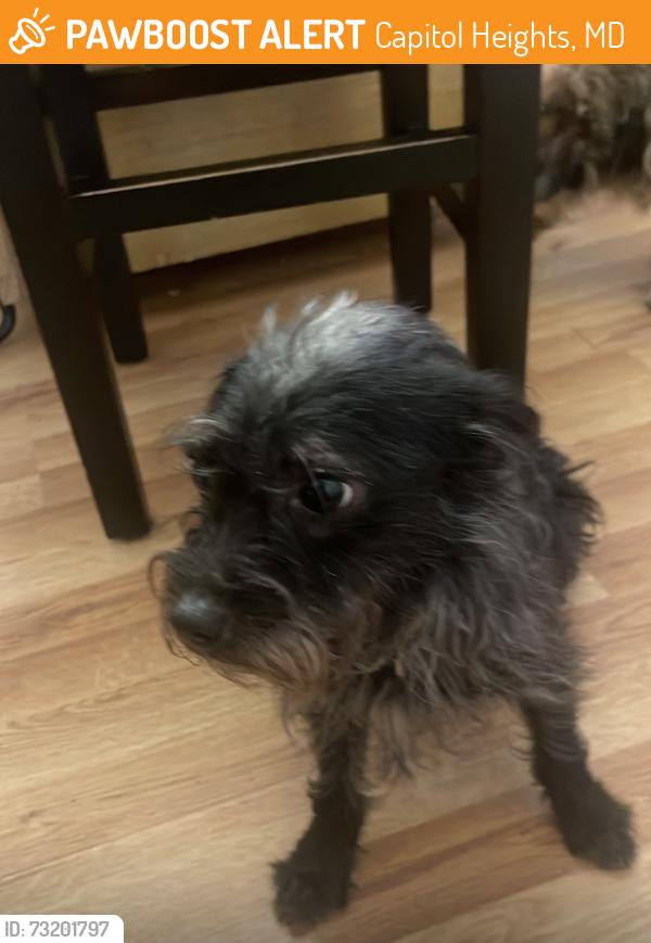 Found/Stray Male Dog last seen Doppler st capitol heights, Capitol Heights, MD 20743