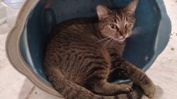 Reunited Male Cat last seen Bristlecone Road, Fayetteville, North Carolina, Fayetteville, NC 28311
