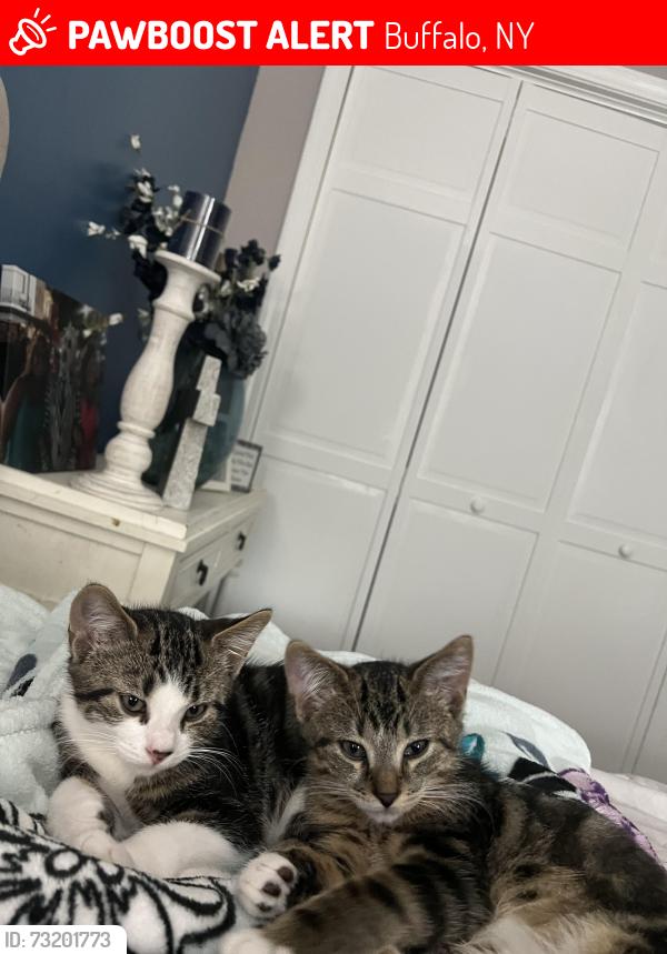 Lost Male Cat last seen Bellingham Dr Williamsville NY 14221, Buffalo, NY 14221