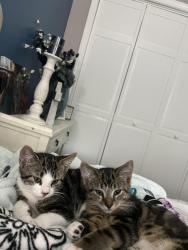 Lost Male Cat last seen Bellingham Dr Williamsville NY 14221, Buffalo, NY 14221