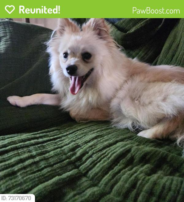 Reunited Male Dog last seen On Cherry Ave near Grace Community Church, Visalia, CA 93292