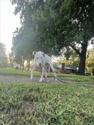 Shelter Stray Female Dog last seen Near, 2600 S Harding St, Indianapolis, IN 46221, USA