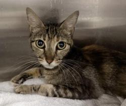 Shelter Stray Female Cat last seen , 3201 Lacy St, Los Angeles, CA 90031, USA