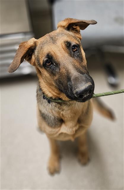 Shelter Stray Female Dog last seen Near BLOCK CHESTER AVE, BAKERSFIELD CA 93301, 3951 Fruitvale Ave, Bakersfield, CA 93308, USA