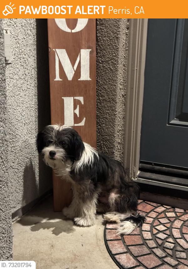 Found/Stray Male Dog last seen Wood road and Cajalco, Perris, CA 92570