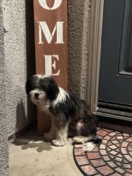 Found/Stray Male Dog last seen Wood road and Cajalco, Perris, CA 92570