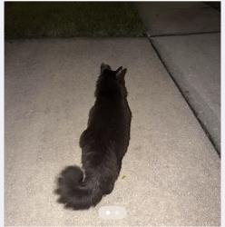 Found/Stray Unknown Cat last seen Pace’s Mills, Orlando, FL 32837