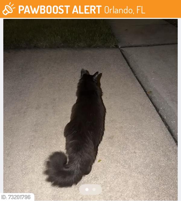 Found/Stray Unknown Cat last seen Pace’s Mills, Orlando, FL 32837