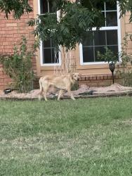 Found/Stray Unknown Dog last seen Winston Dr and Edwards Dr, Norman, OK 73072