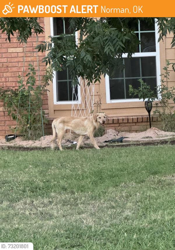 Found/Stray Unknown Dog last seen Winston Dr and Edwards Dr, Norman, OK 73072