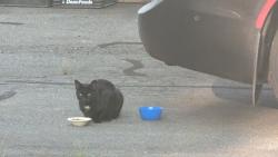 Found/Stray Male Cat last seen Dilliard rd, Stokes County, NC 27042