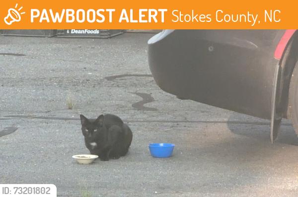 Found/Stray Male Cat last seen Dilliard rd, Stokes County, NC 27042