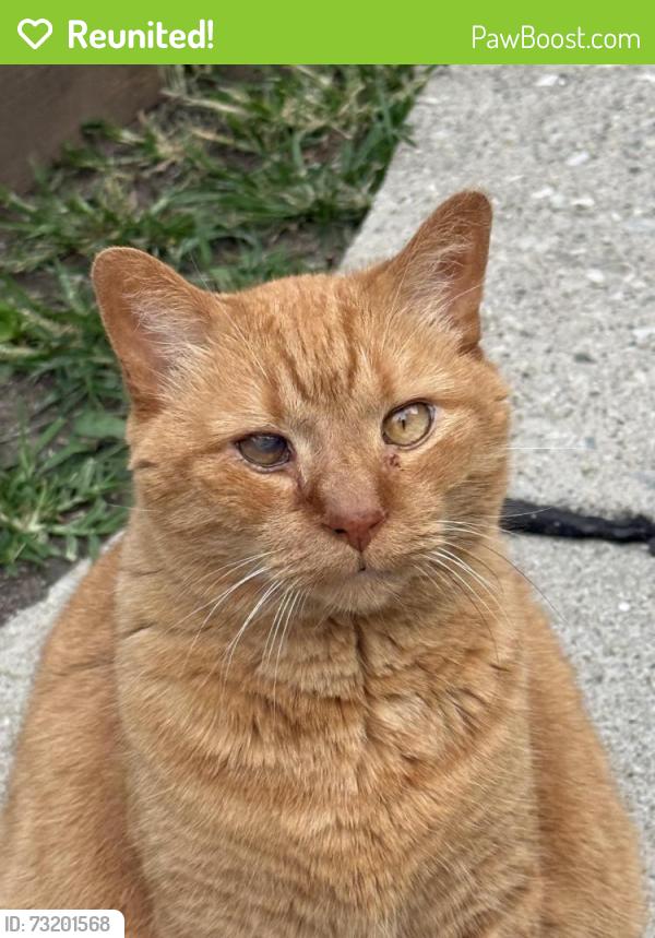 Reunited Male Cat last seen Victoria Village (W 2nd Ave & Delaware Ave), Columbus, OH 43201