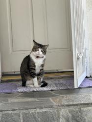 Lost Male Cat last seen Fern and hillcrest, Orange, CA 92867