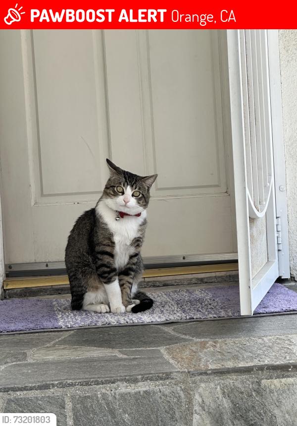 Lost Male Cat last seen Fern and hillcrest, Orange, CA 92867