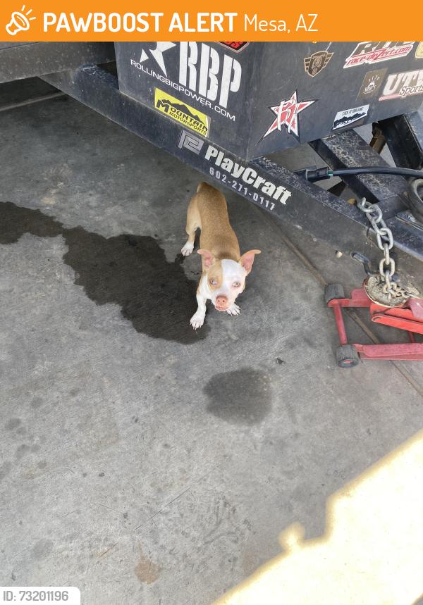 Found/Stray Male Dog last seen Near, Mesa, AZ 85207