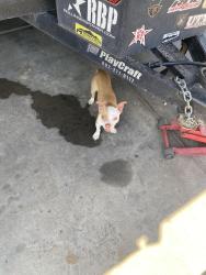 Found/Stray Male Dog last seen Near, Mesa, AZ 85207