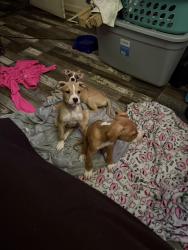 Lost Male Dog last seen Oskridge, Winston-Salem, NC 27105