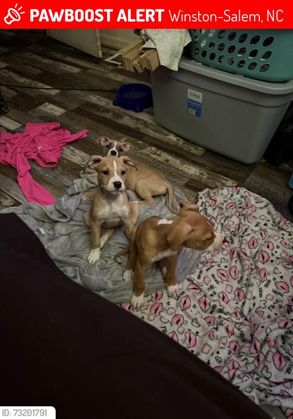 Lost Male Dog last seen Oskridge, Winston-Salem, NC 27105