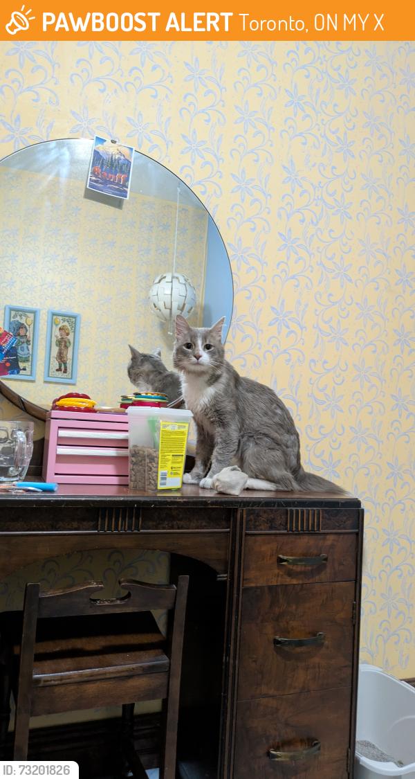 Found/Stray Unknown Cat last seen Mutual and Alexander, Toronto, ON M4Y 1X6